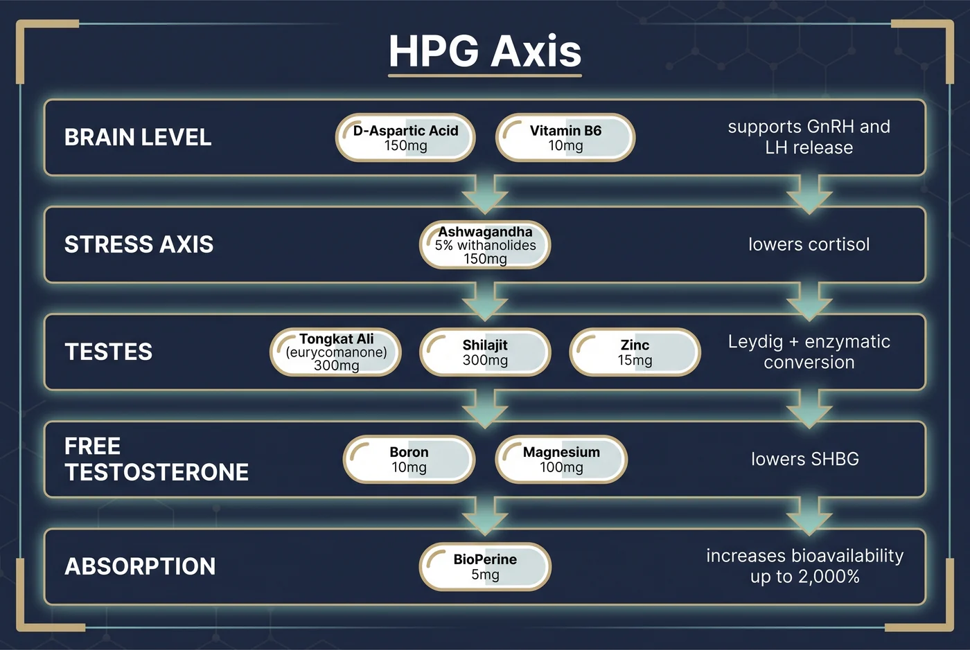 HPG axis, how the 9 ingredients map to each level of the hormonal chain